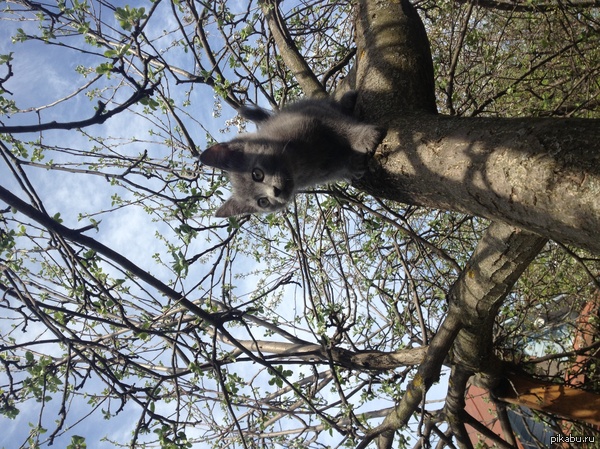 Раз уж мода такая пошла...