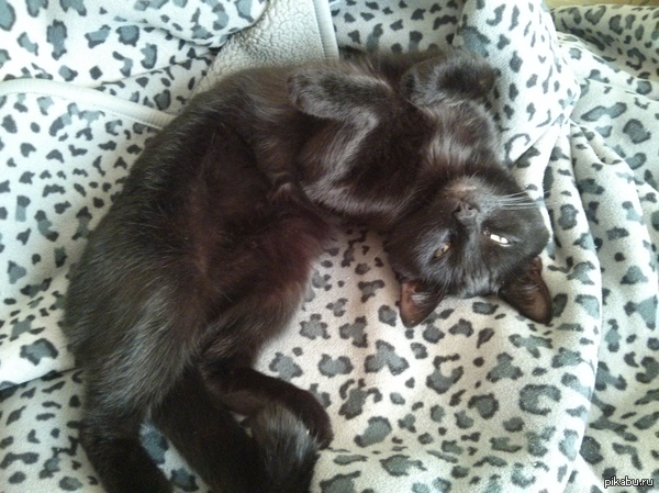 А вот и мой котяра