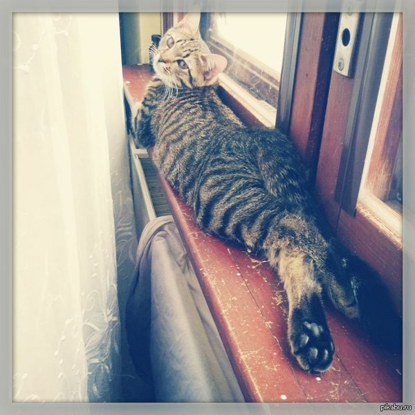 Элегантный кот