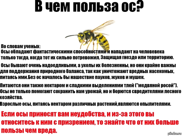 About wasps. - My, Wasp, Benefit, Nature