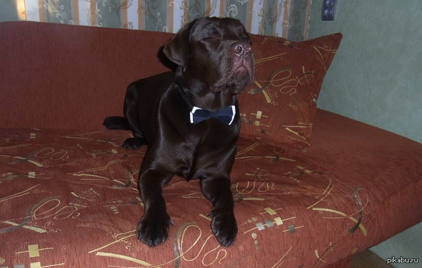 ���������� ���������)