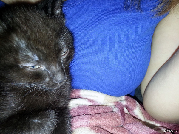 Уплощенные глазки нашей кошечки