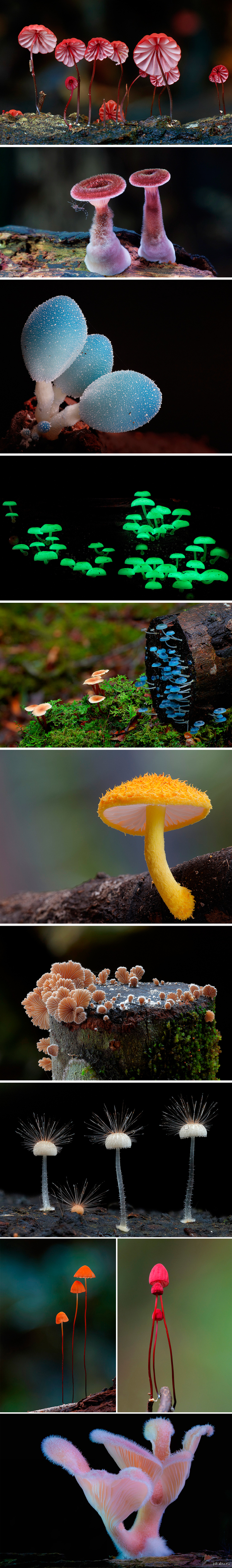 Фантастические грибы от фотографа Стива Эксфорда (Steve Axford)