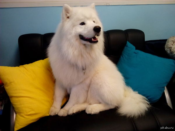 Наш идеальный пушистый клиент