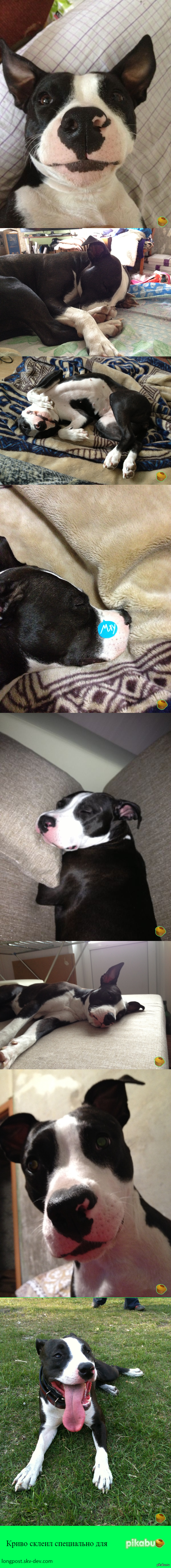 Все хвастаются кошками, а у меня собака) Длиннопост