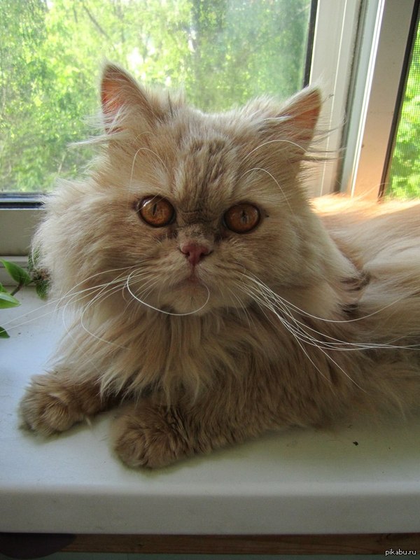 ���� ������ ��� ������