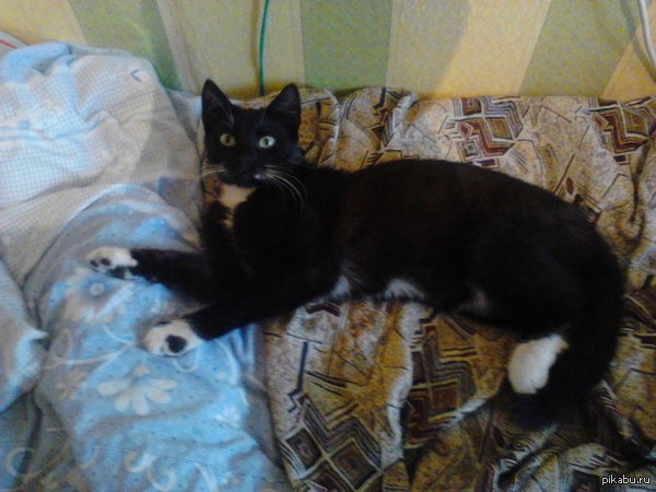 Отдам кота в хорошие руки, которые смогут уделять ему время