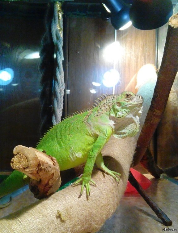 Домашний питомец :)