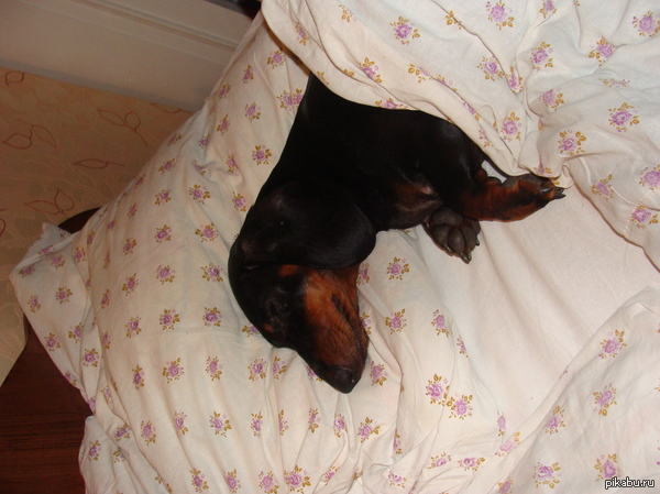 ������ ����.