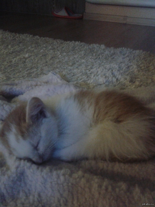 ����� �������