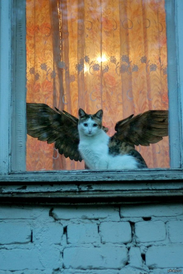 ... Catangel )
