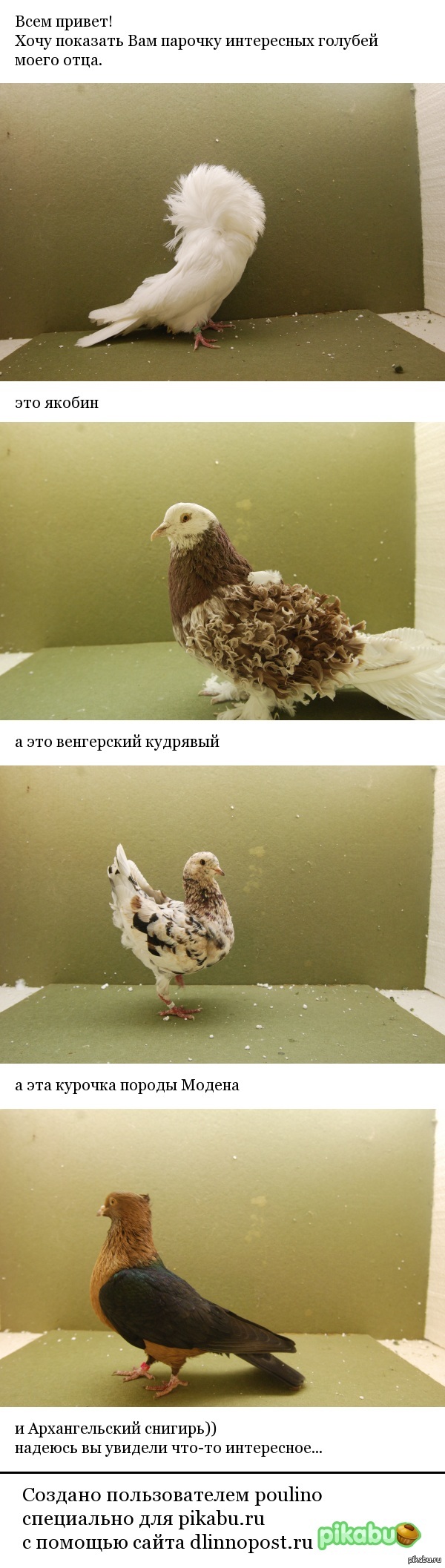 Декоративные голуби.