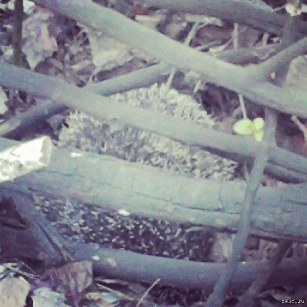 ���� ��������