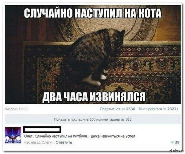 Питбуль | Пикабу