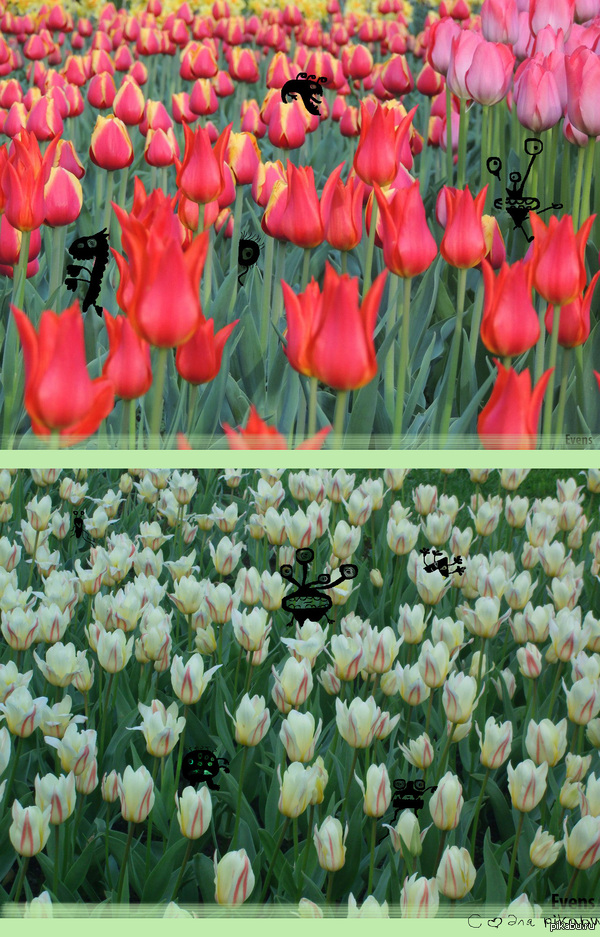 ��� ��������� ���