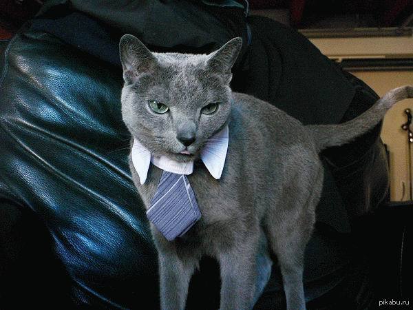 1 this is a cat. Кот юрист. Сириус Кэт. Serious Business Мем. Серьезная кошка.