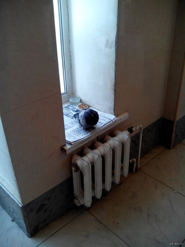 ������ ������� ����...