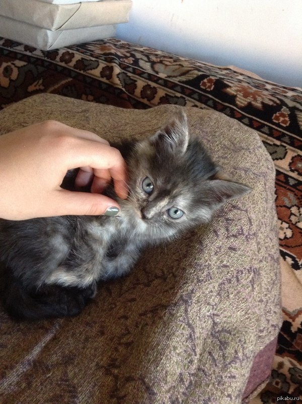 ����� ��������� ��� ������� :�