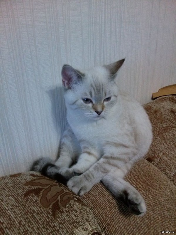 ���� ������������)