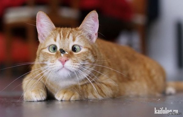 Непоняяяяллл...