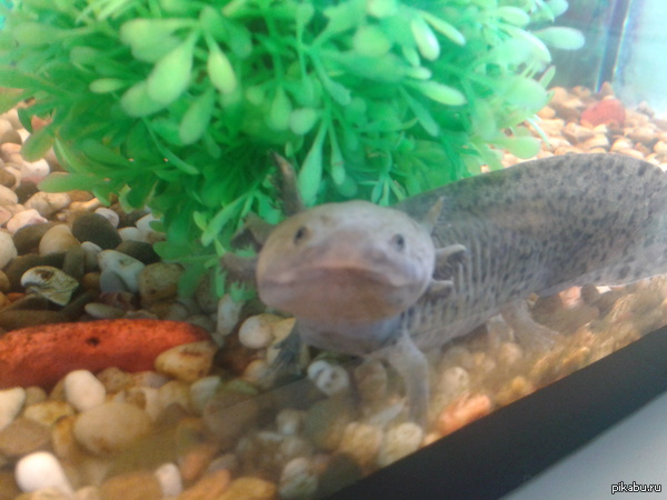 ���� ��� ����