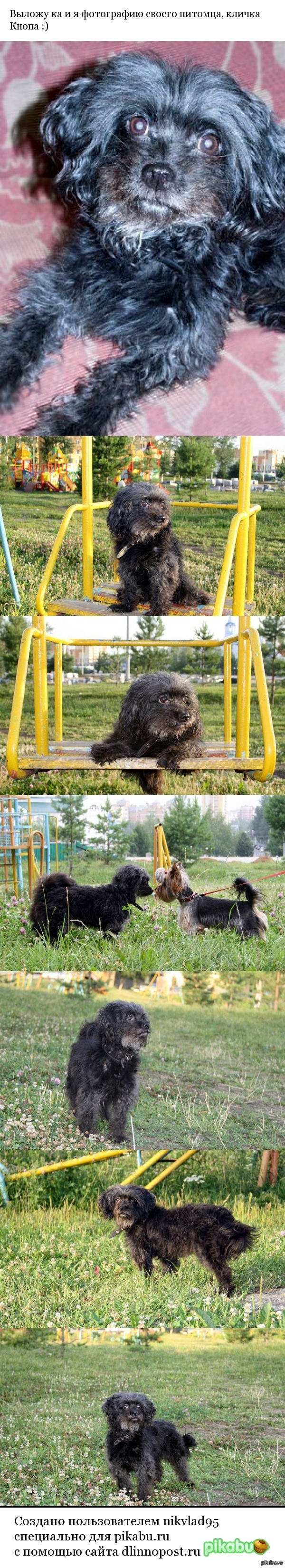 Мой питомец | Пикабу