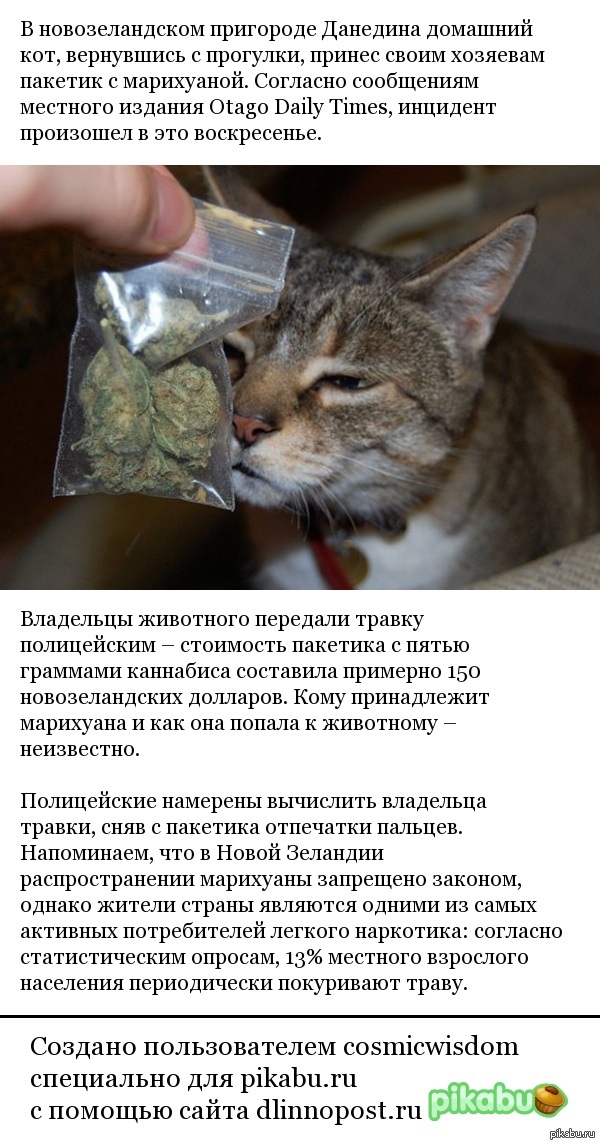 Фото кота с марихуаной скрытые сайты тор браузера hydra