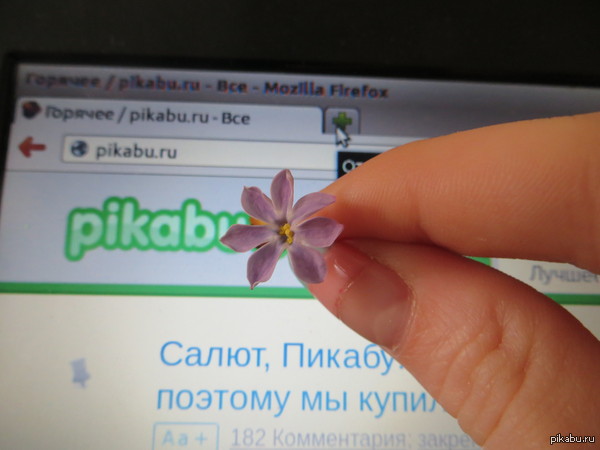 ������ ����������)