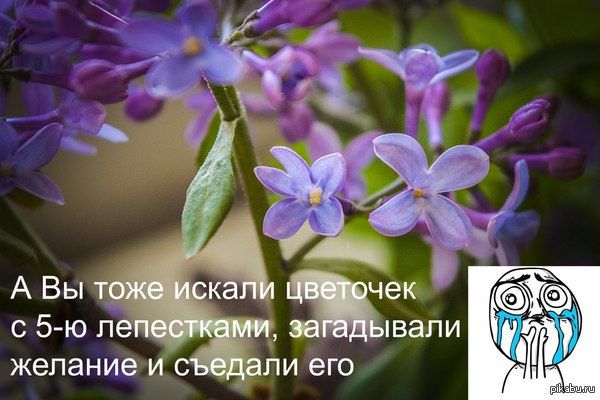 Сирень, детство