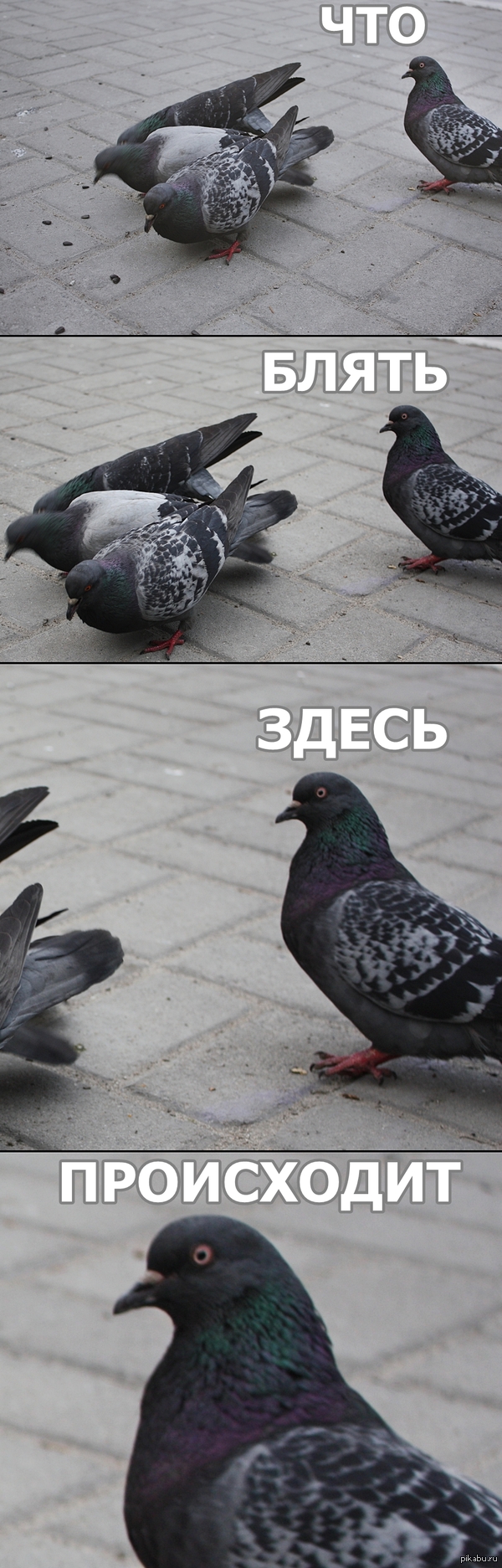         ...     ))