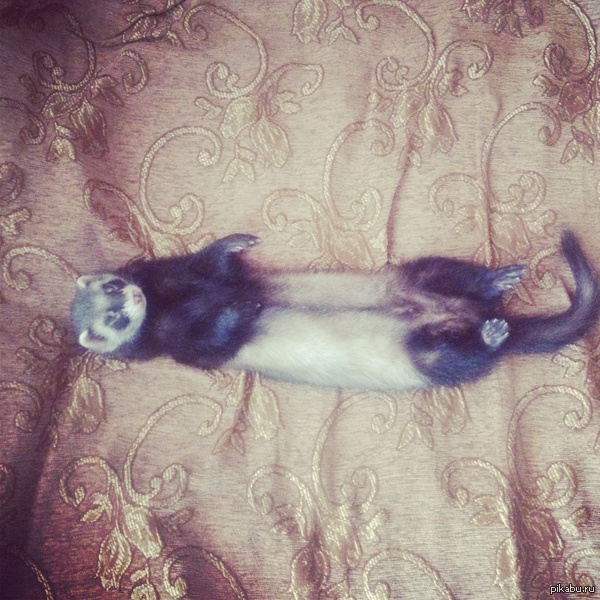 Покажу и я свою животинку