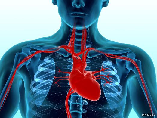 Часто замечаю, что когда человек кладет руку на сердце, он сильно промахивается. Т.к. многие привыкли думать, что сердце под грудью слева.