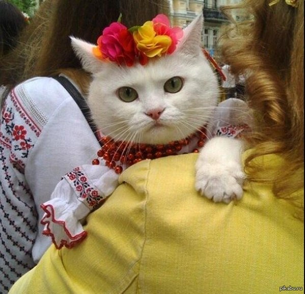 Кот идиот