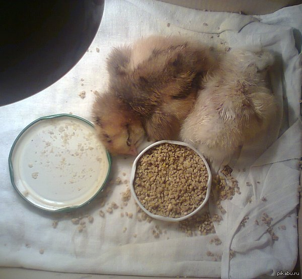 ���������� � ���������.