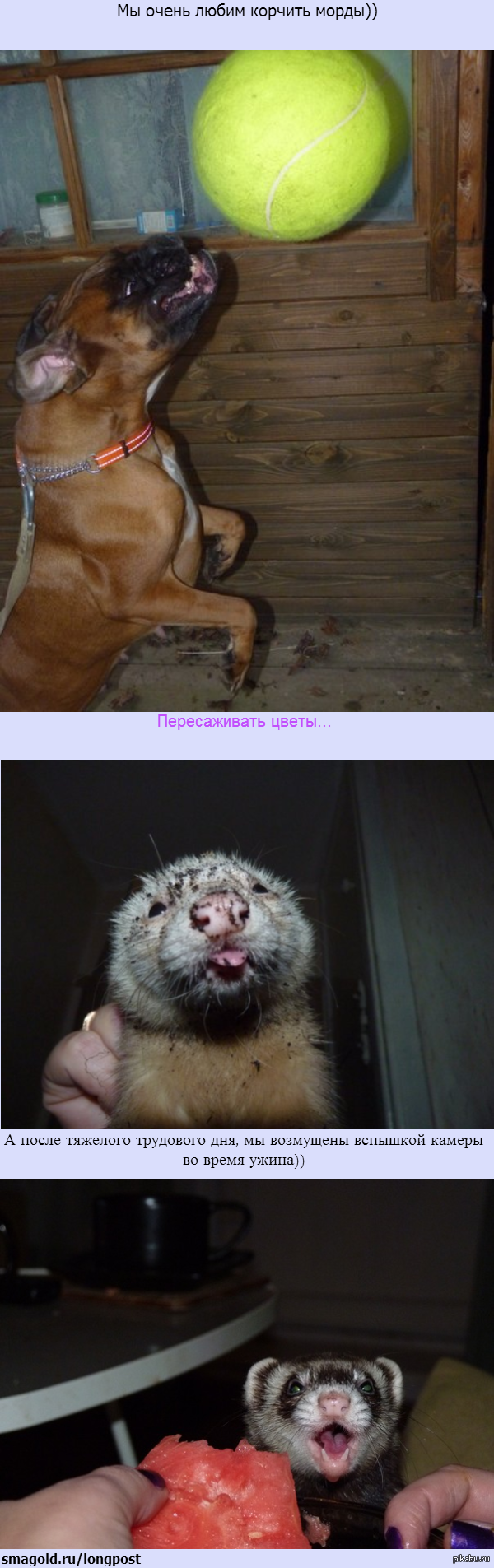 Зверята наглыелюбимыемордахи))))