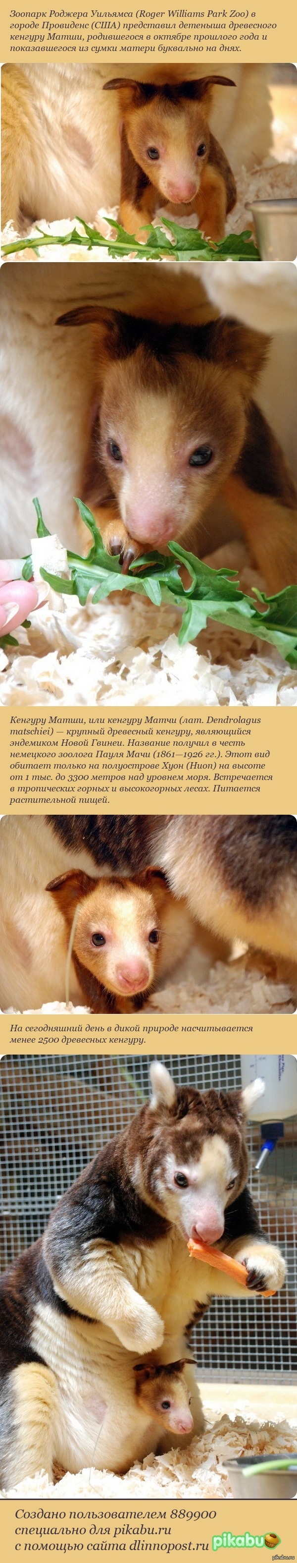 Кенгуренок =)