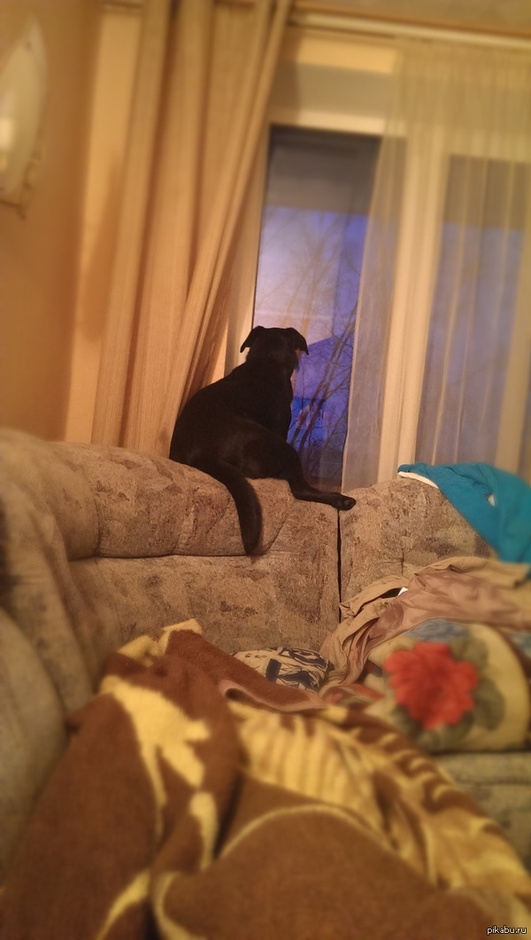 Моя собака встречает рассвет