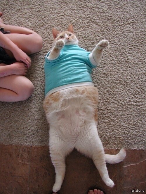 Красивые киски толстых. Толстый кот. Смешные жирные коты.