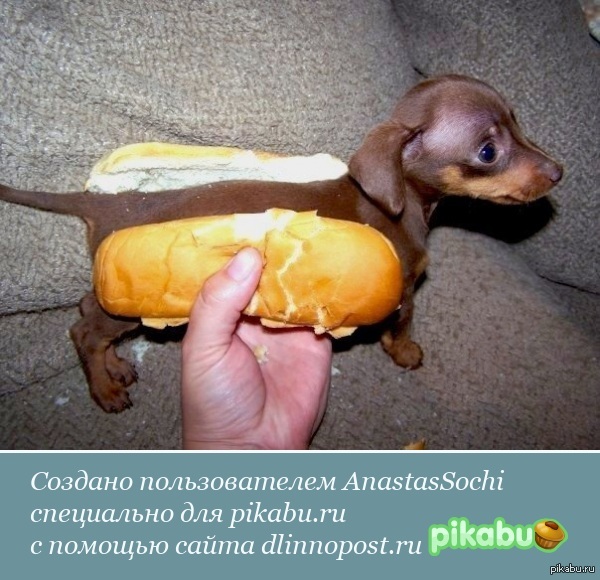 хлеба, демотиваторы с таксами дни, когда