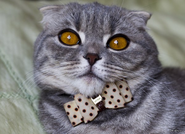 ��� �������, ����� ��� ���������, ���������  � �����������.