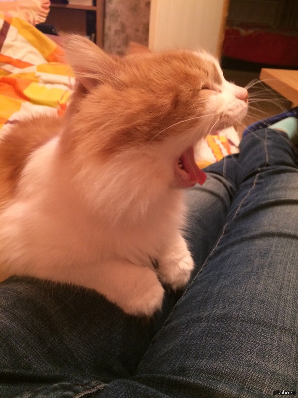 ��� ������ ���