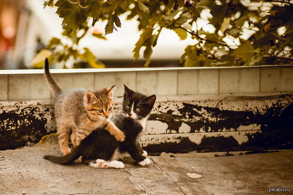 ������ � ���� ��� �����