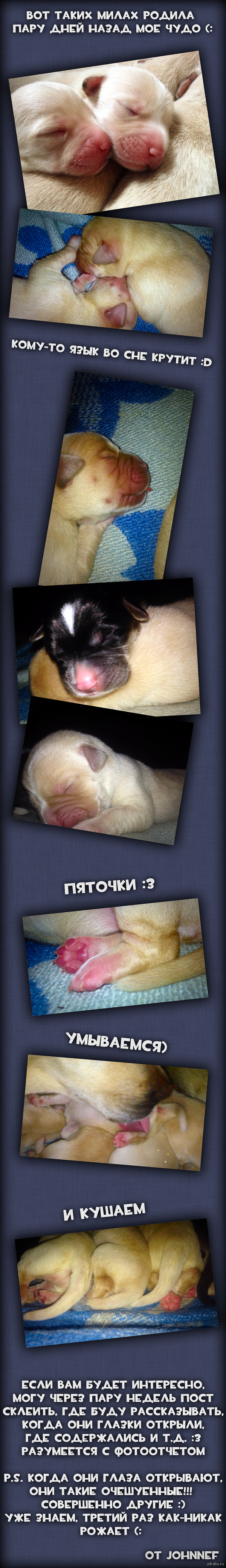 Лабрадорчики (: