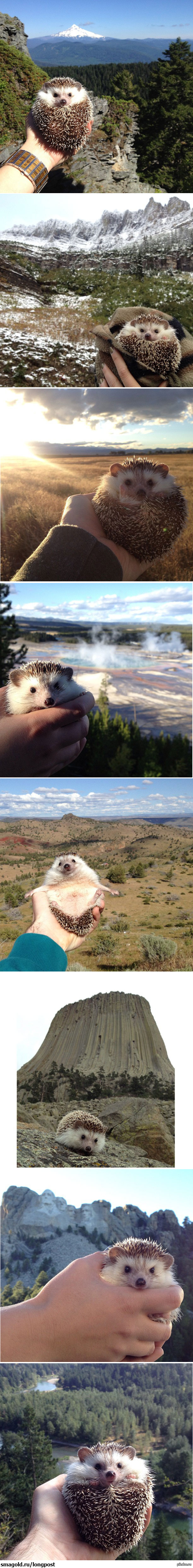 Путешествуем вместе с ежиком.