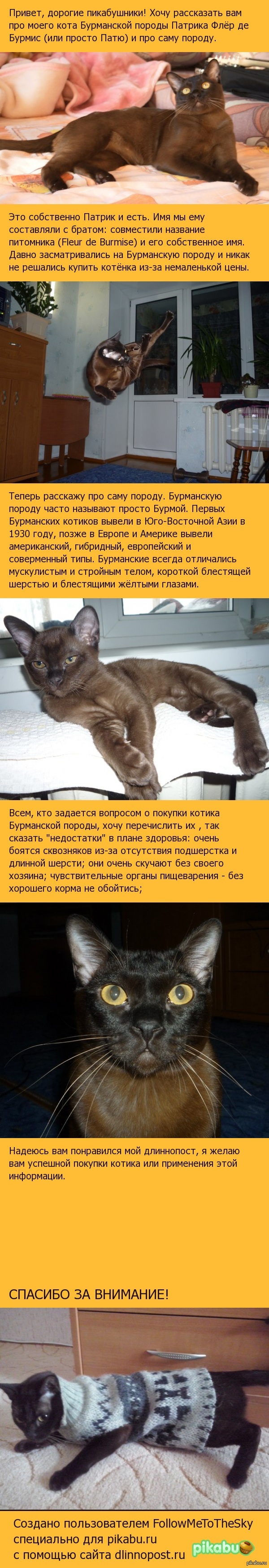 Рассказ про моего котика Патрика и Бурманскую породу
