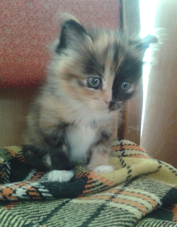 ��� ����� ������� ������ �������� ���)