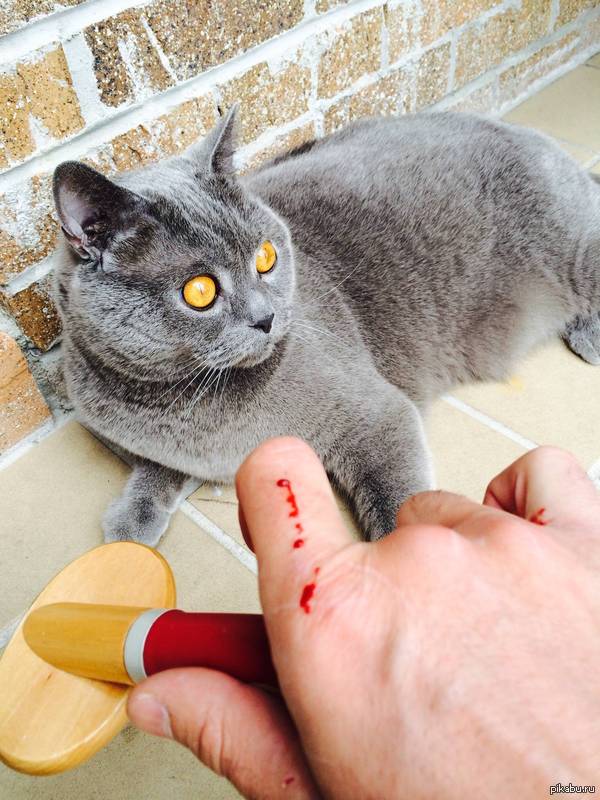 Расчеши мою кошку, будет весело говорила она