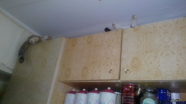 Длиннокот)))