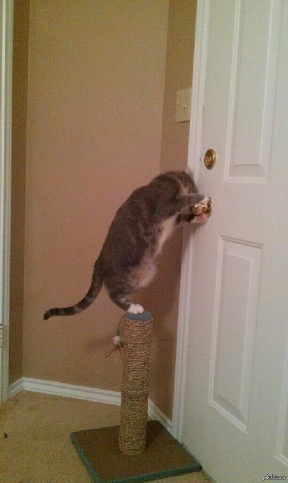 Откройте дверь прикол. Кот под дверью. Дверь для кота. Кот ломится в дверь. Кот открывает дверь.