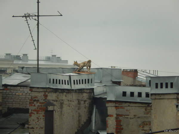 ���� ��������� ���� �������� �� ����� �� ������  �����, ���� 9 ��������� � ����������